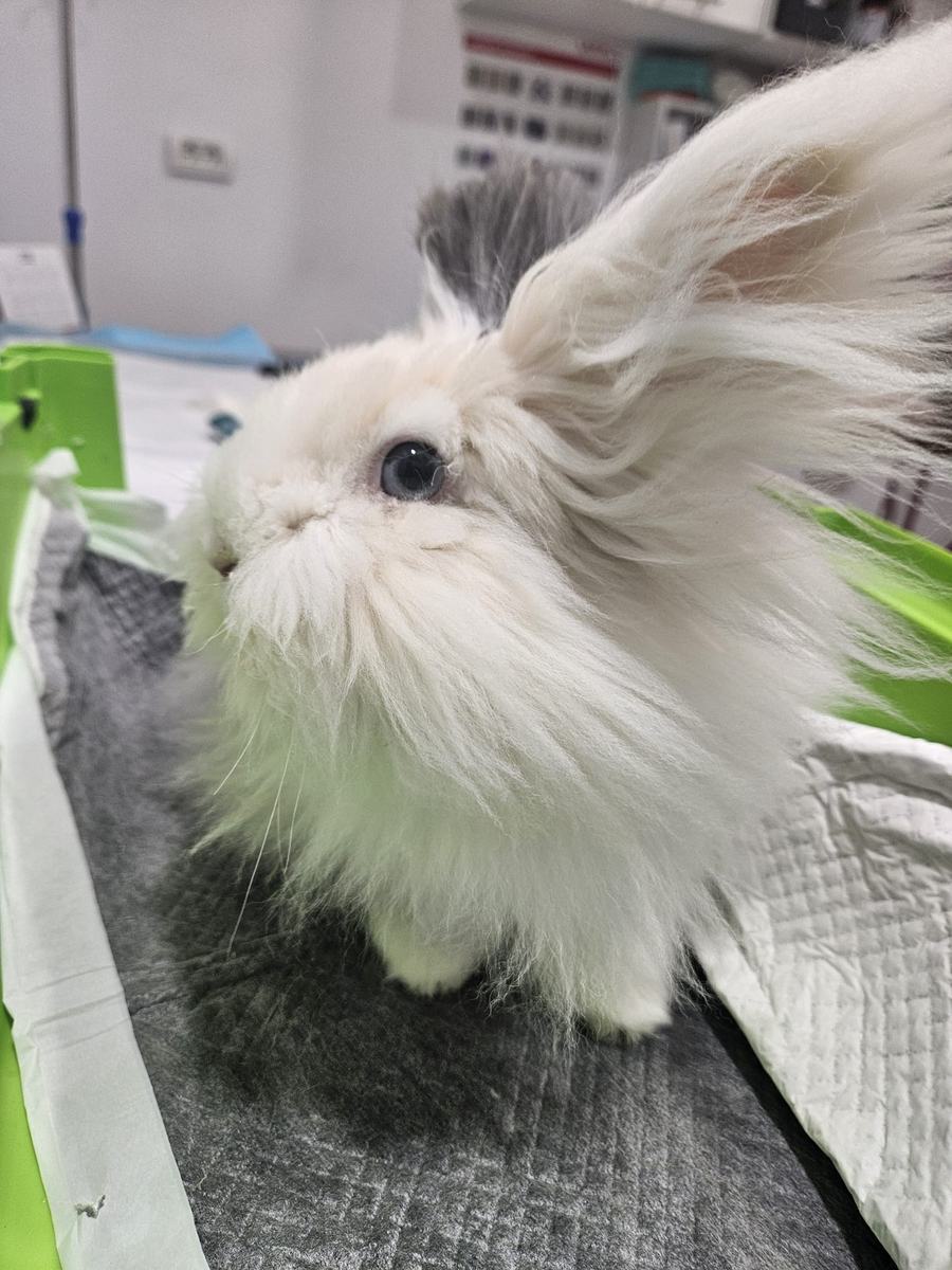 Iepure angora alb pe masa de consultație a cabinetului veterinar LauraVet